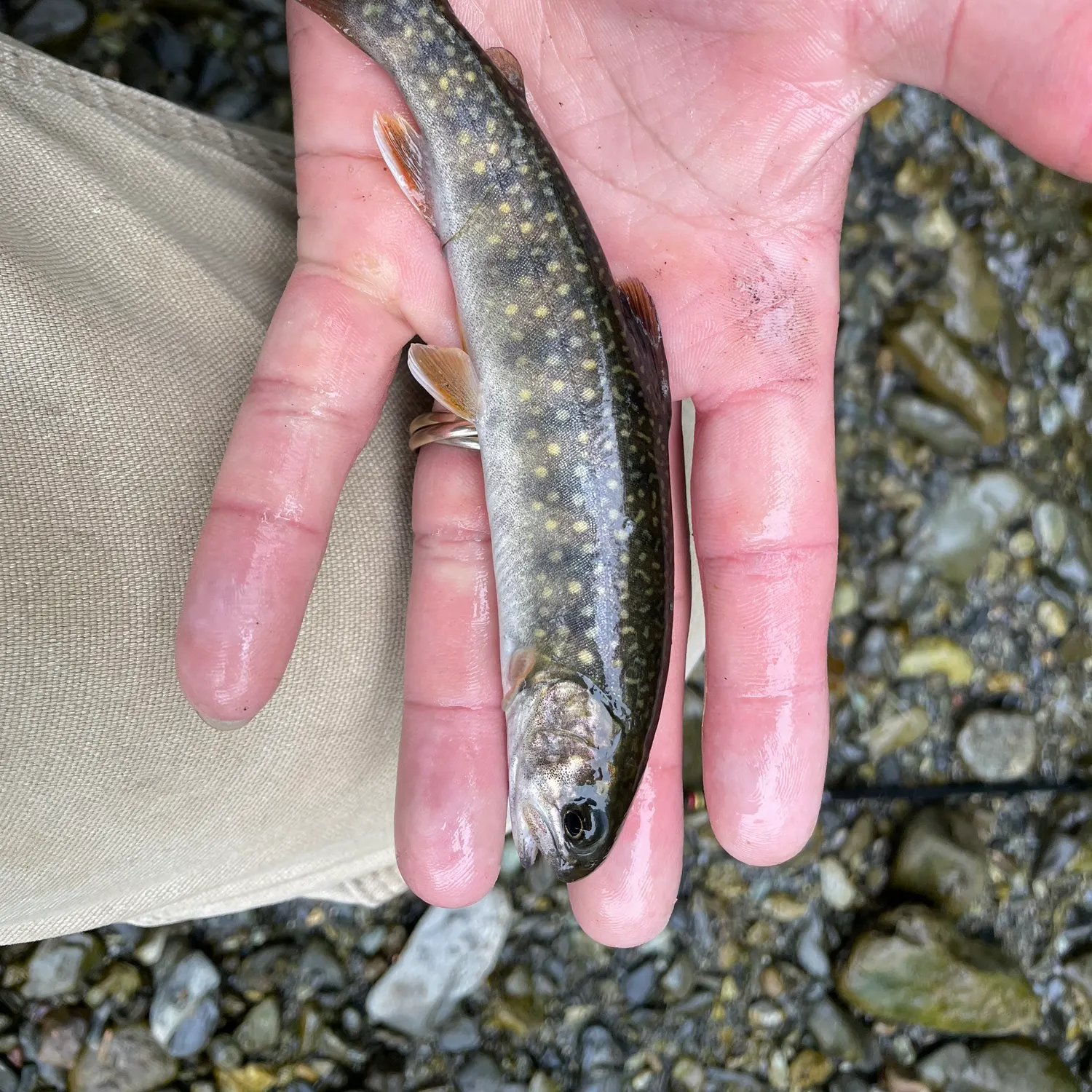 The most recent Dolly varden catches on Fishbrain