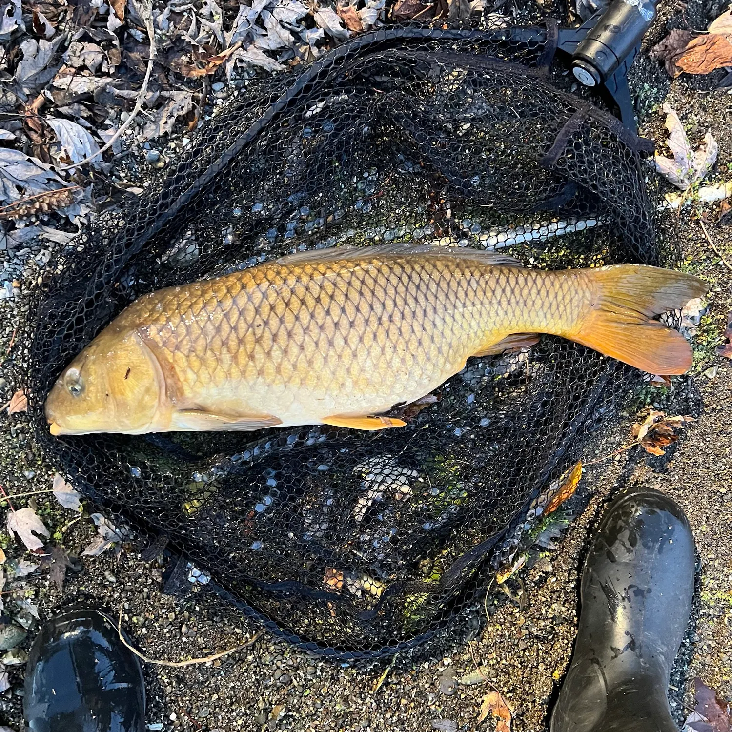 Common carp caught on Fishbrain