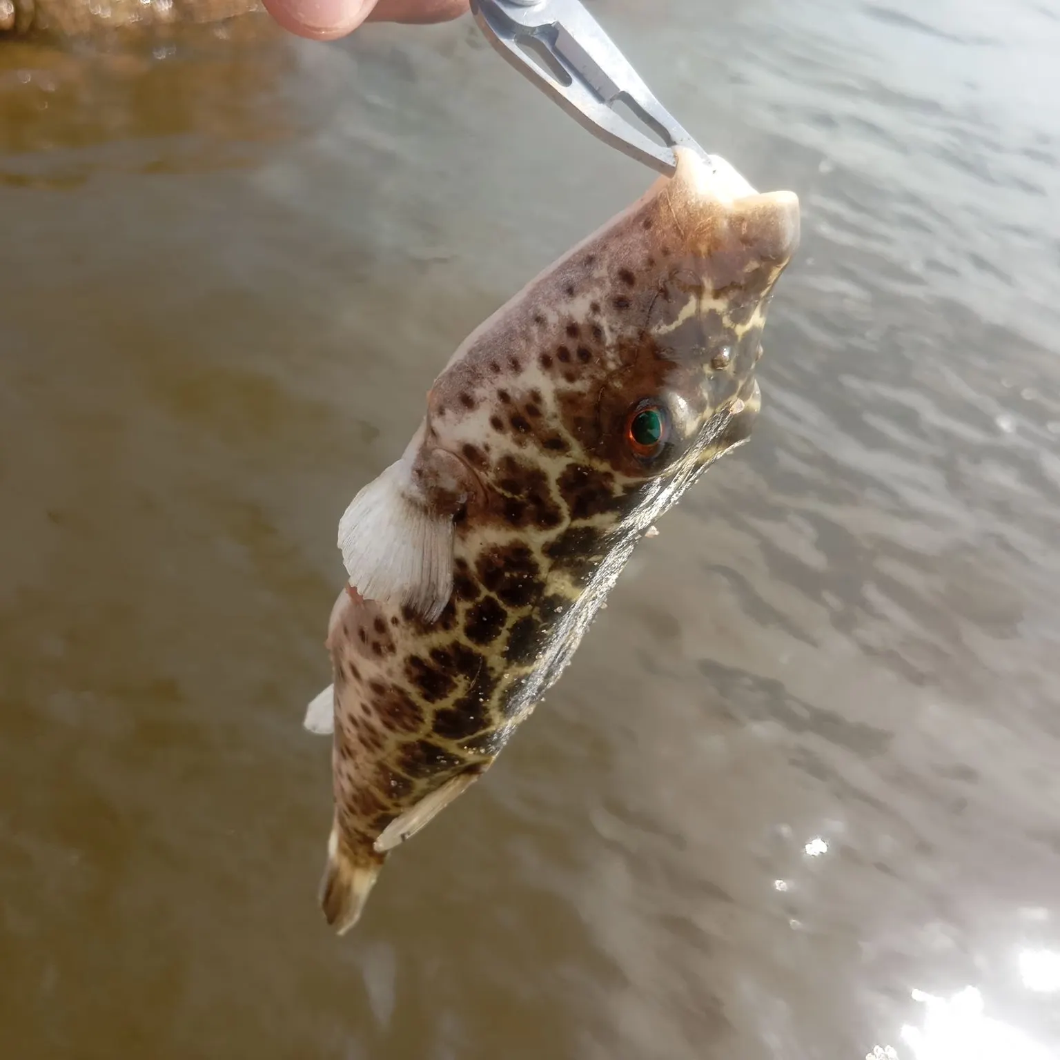 Oceanic puffer caught on Fishbrain