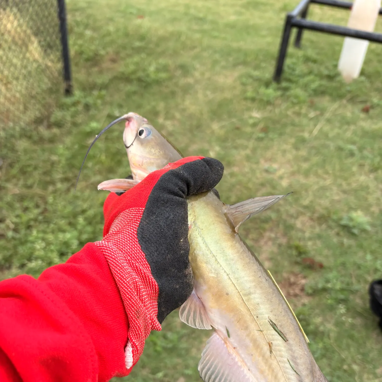 Channel catfish caught on Fishbrain