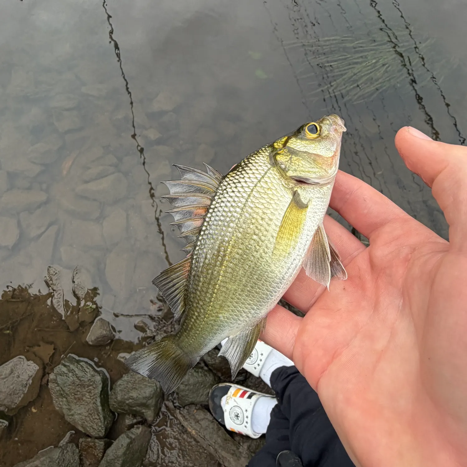 White perch caught on Fishbrain