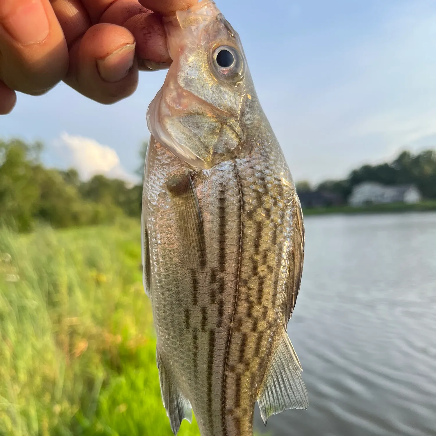 Yellow bass caught on Fishbrain