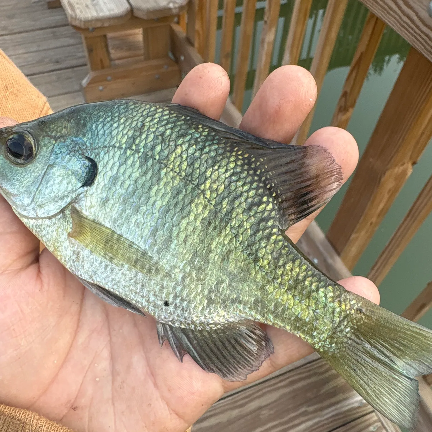 Bluegill caught on Fishbrain