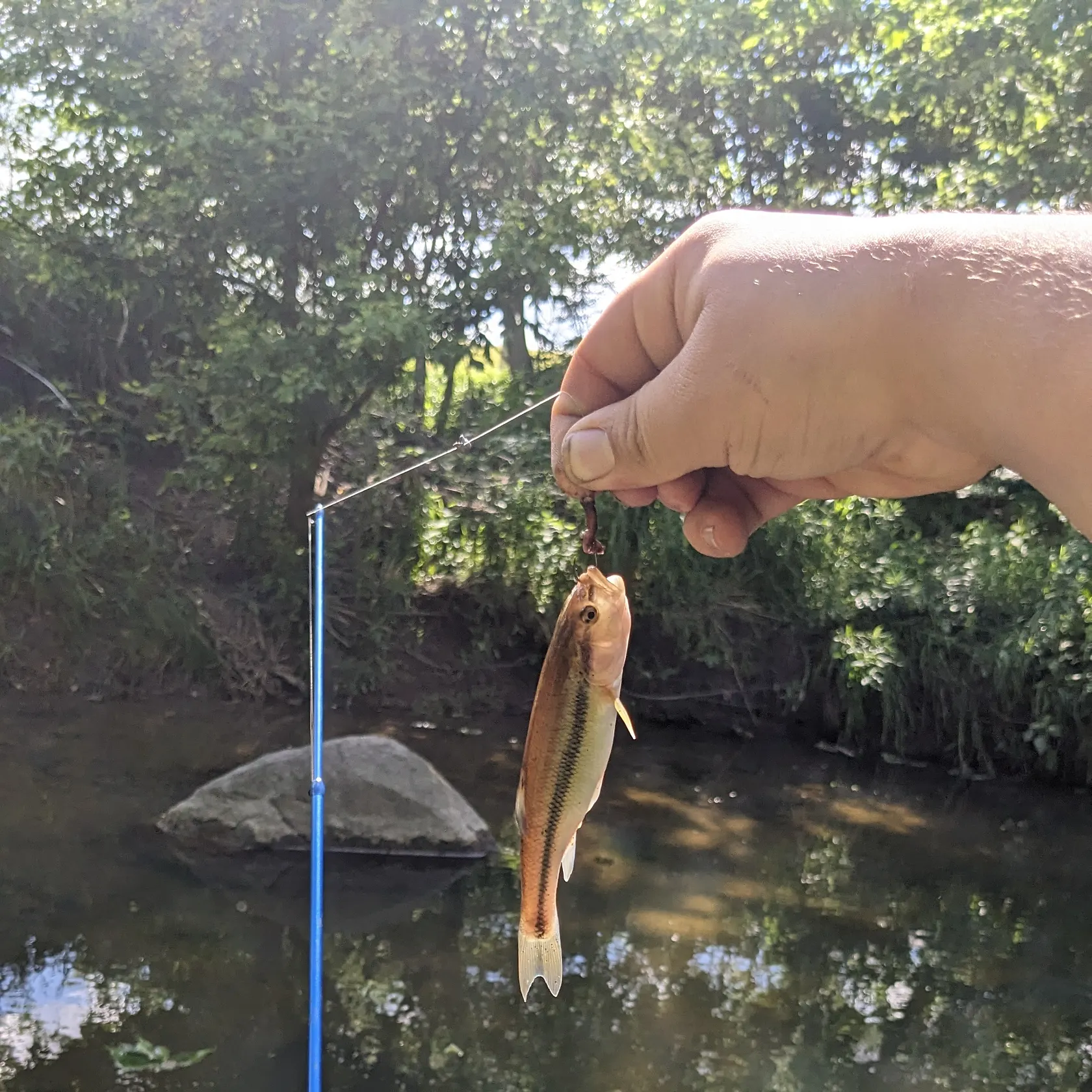 Creek chub caught on Fishbrain