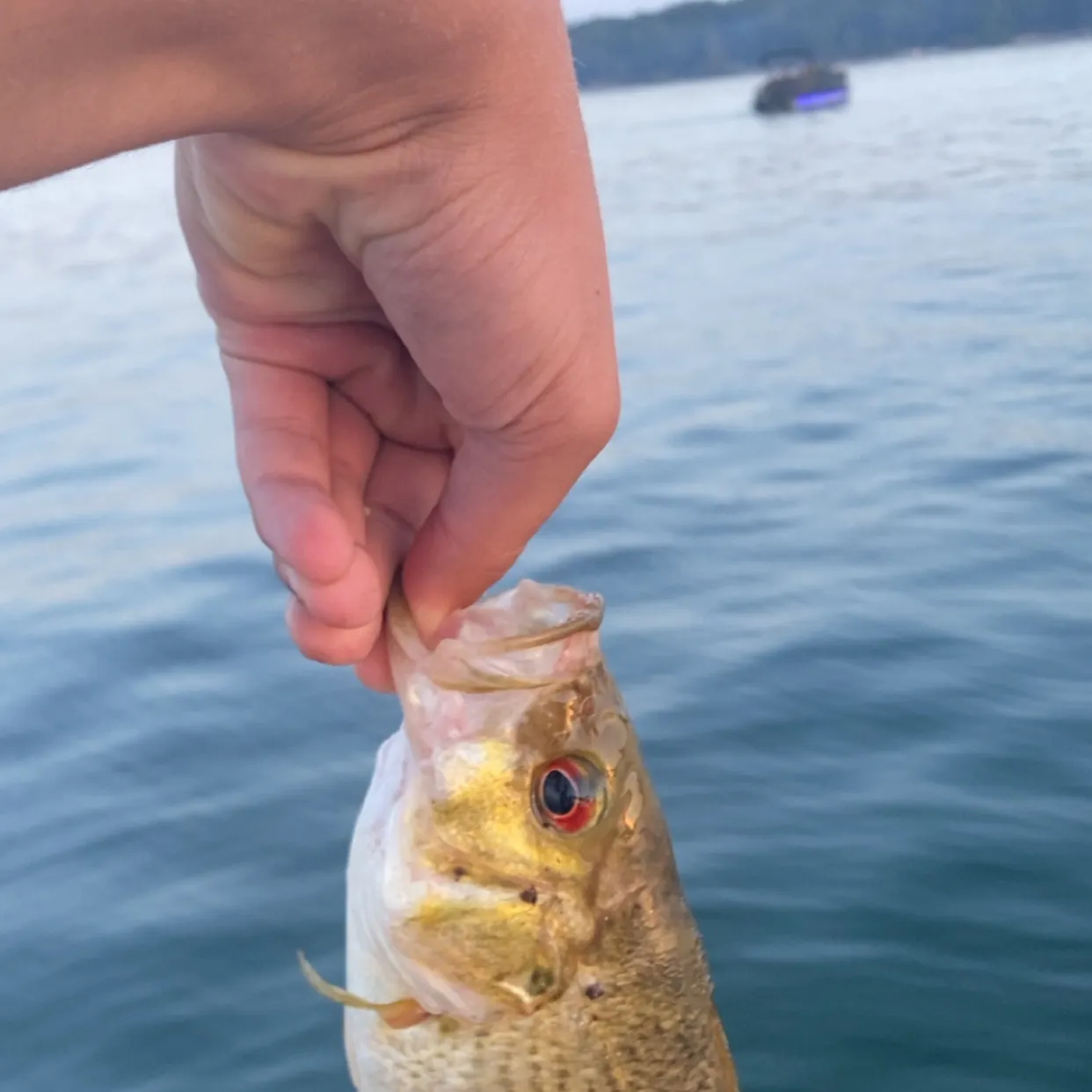 Rock bass caught on Fishbrain