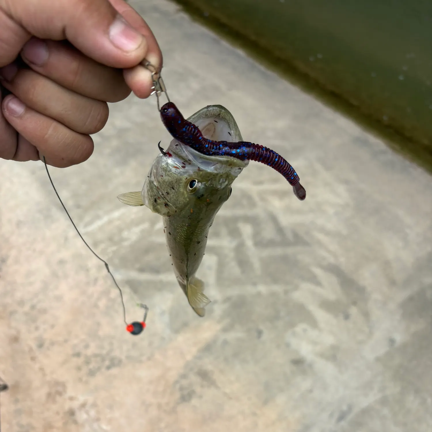 Largemouth bass caught on Fishbrain
