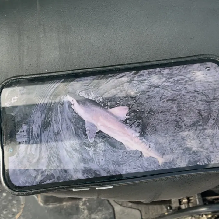 The most recent Great white shark catches on Fishbrain