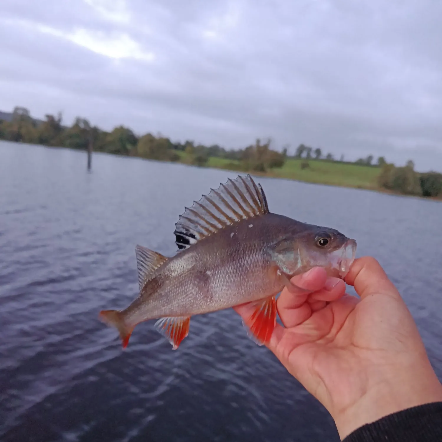European perch caught on Fishbrain
