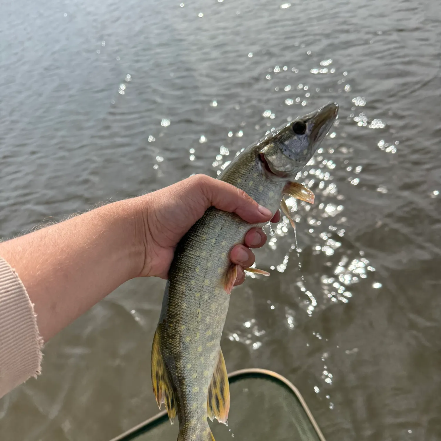 Northern pike caught on Fishbrain