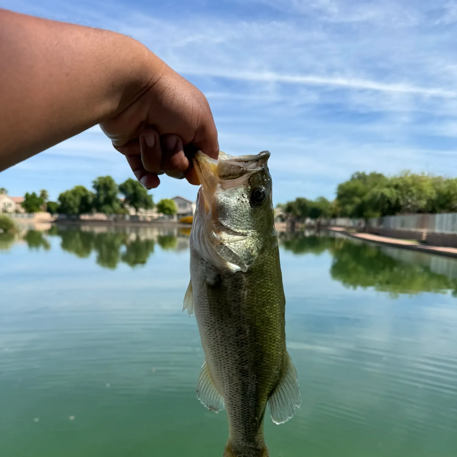 Largemouth bass caught on Fishbrain