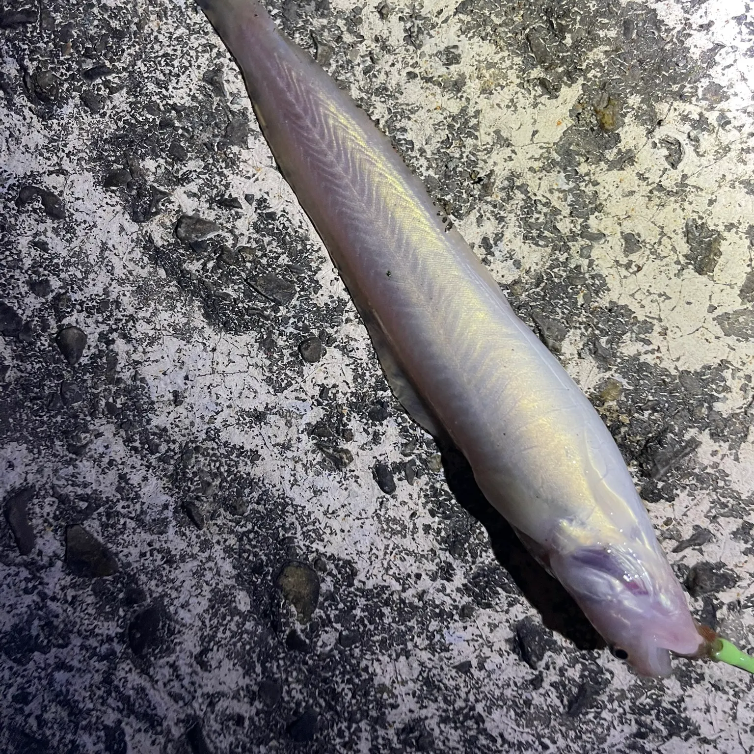 The most recent Fourbeard rockling catches on Fishbrain