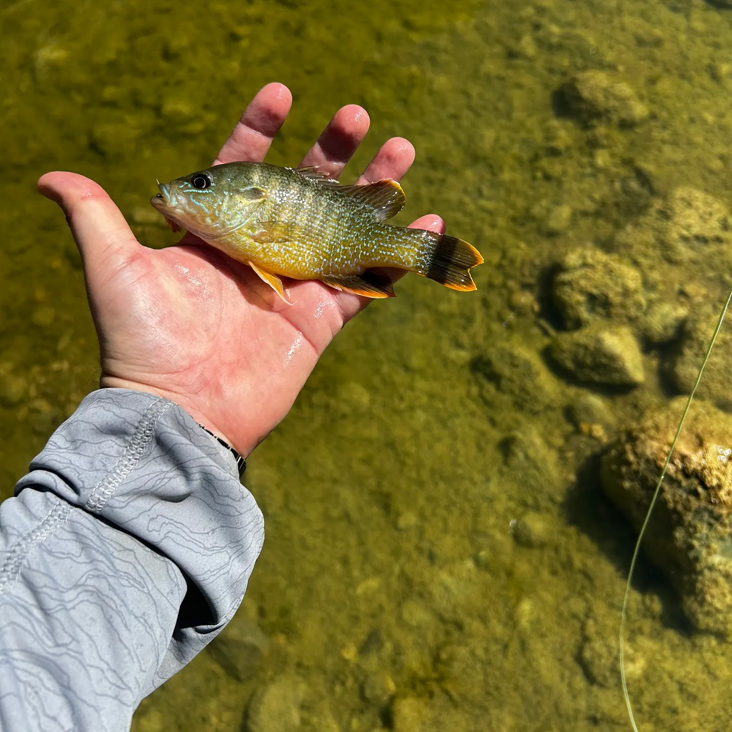 Green sunfish caught on Fishbrain