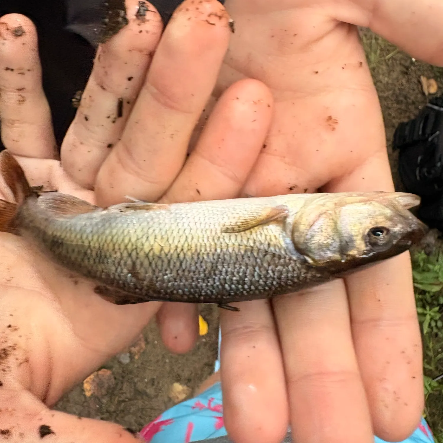 Creek chub caught on Fishbrain