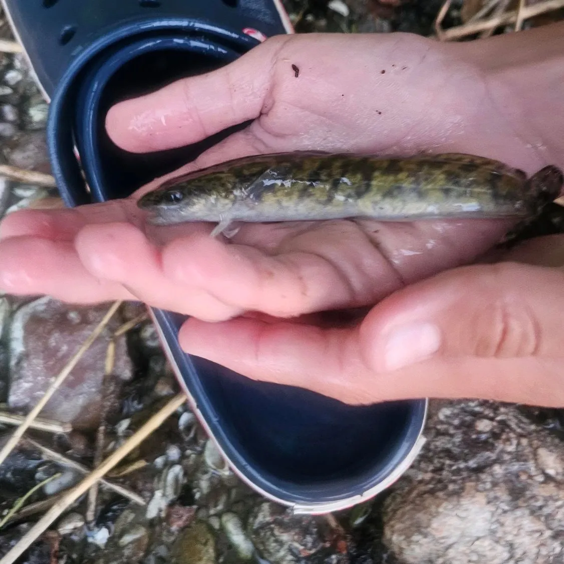 Burbot caught on Fishbrain