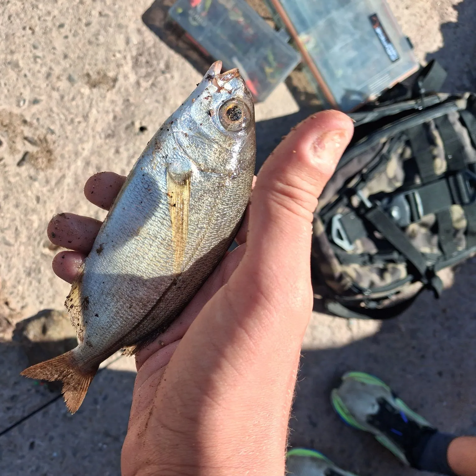 Red seabream caught on Fishbrain