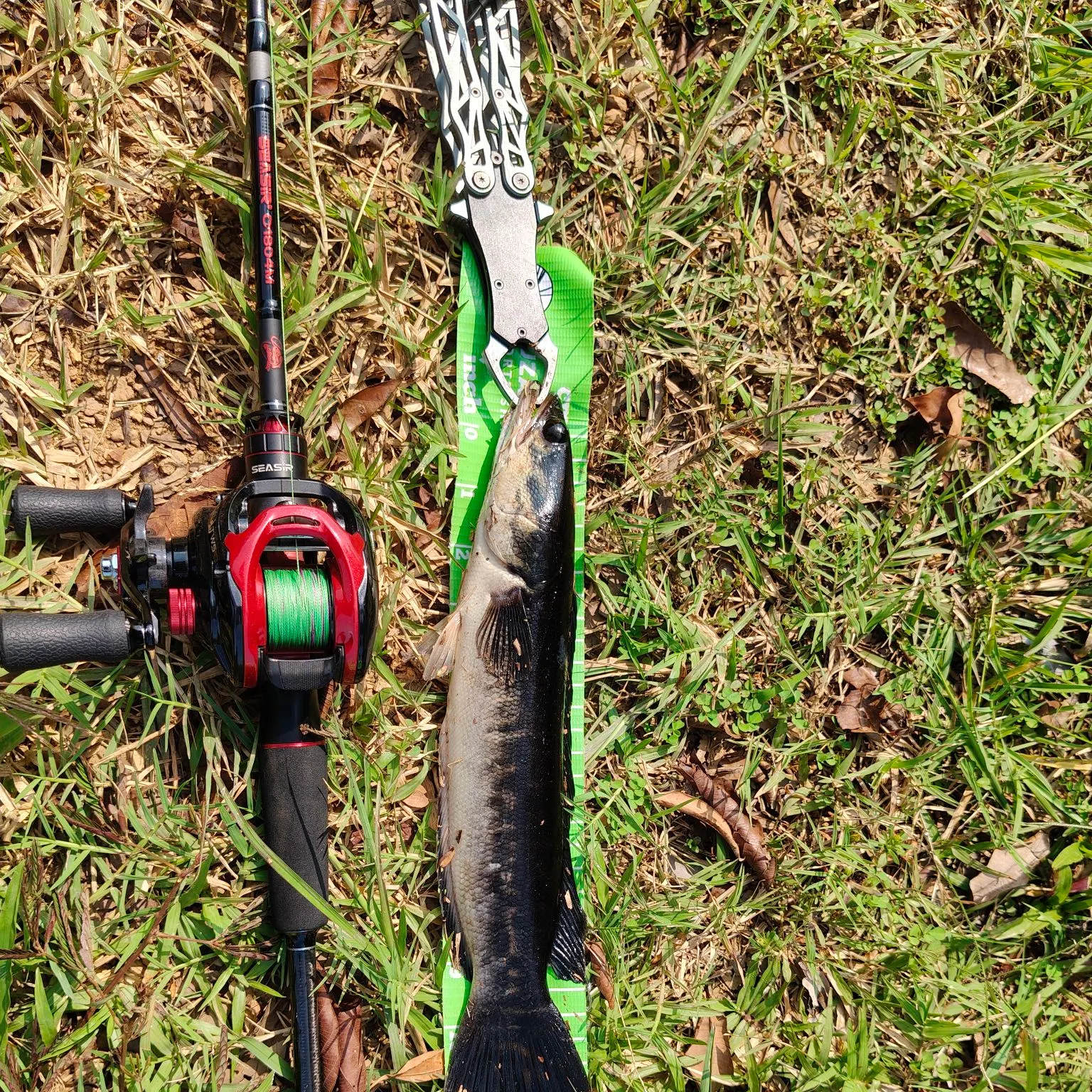 The most recent Indonesian snakehead catches on Fishbrain