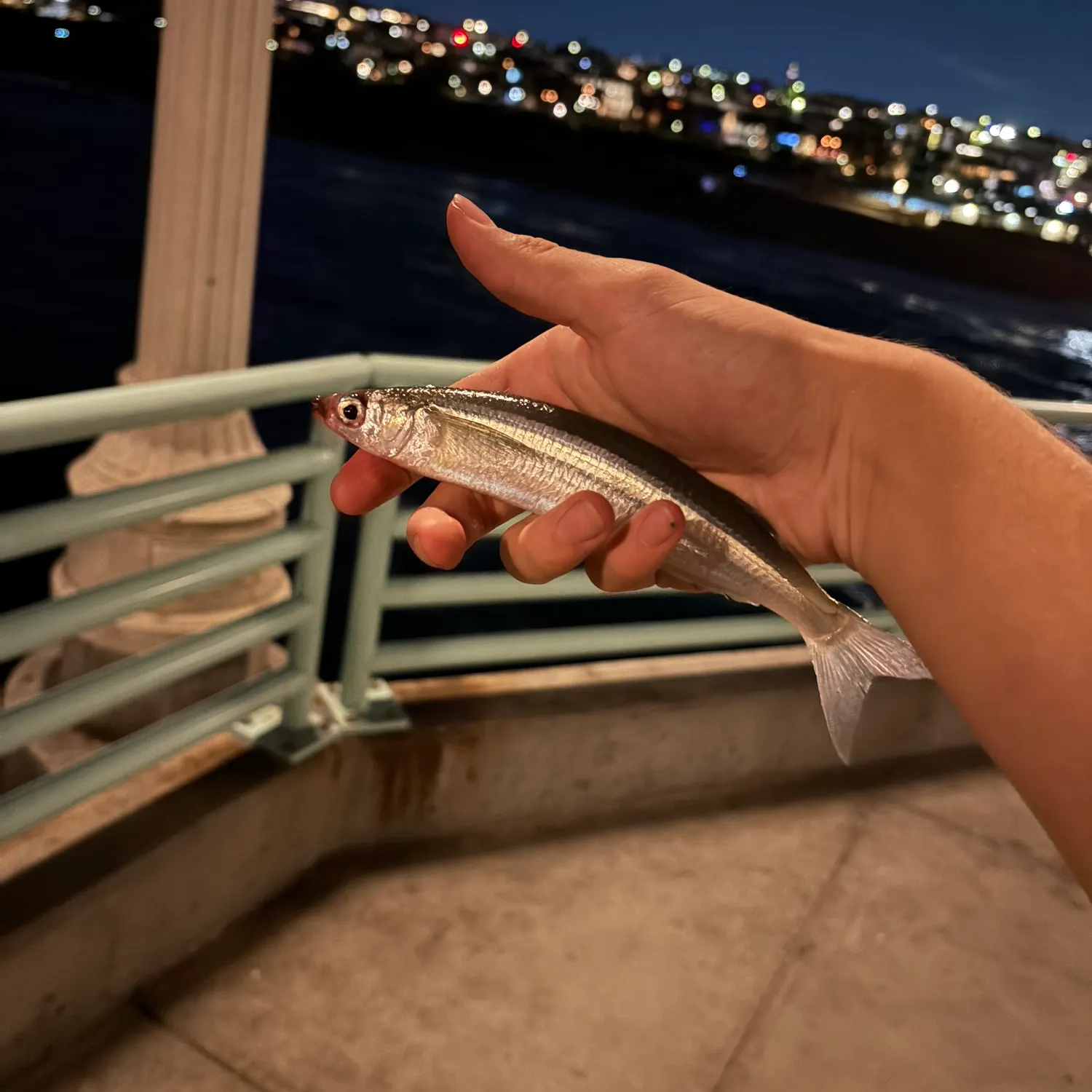 The most recent Topsmelt silverside catches on Fishbrain