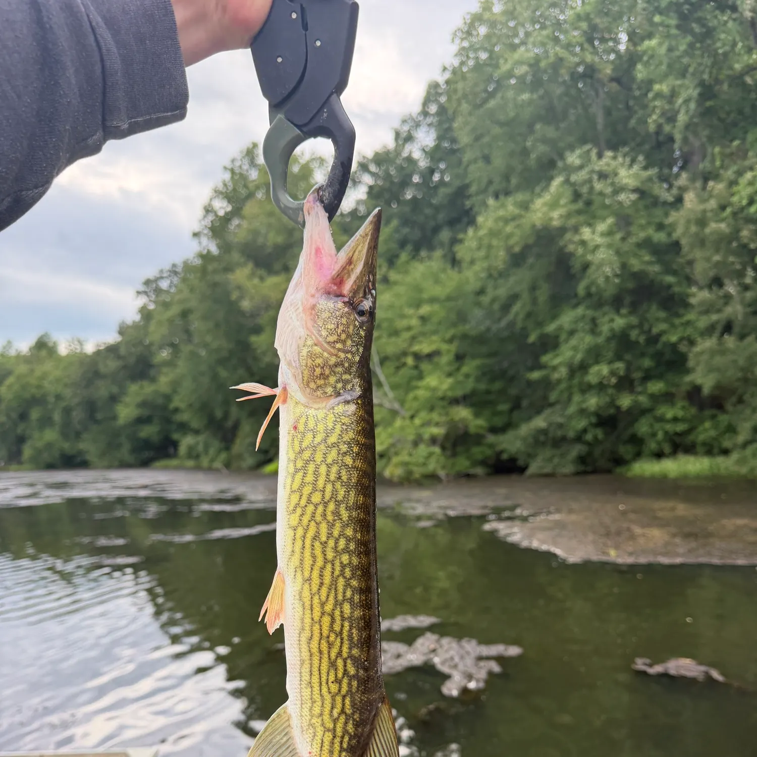 Chain pickerel caught on Fishbrain