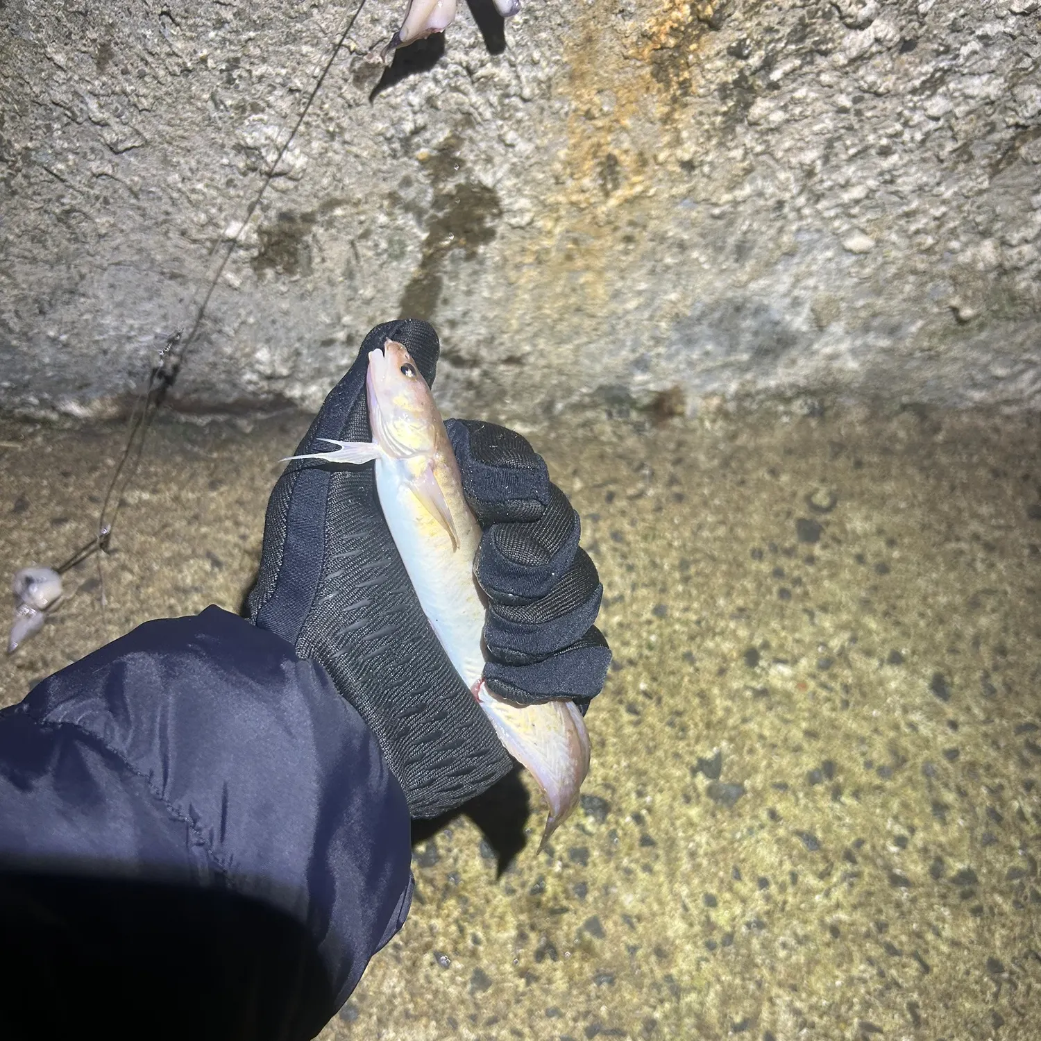 The most recent Three-bearded rockling catches on Fishbrain