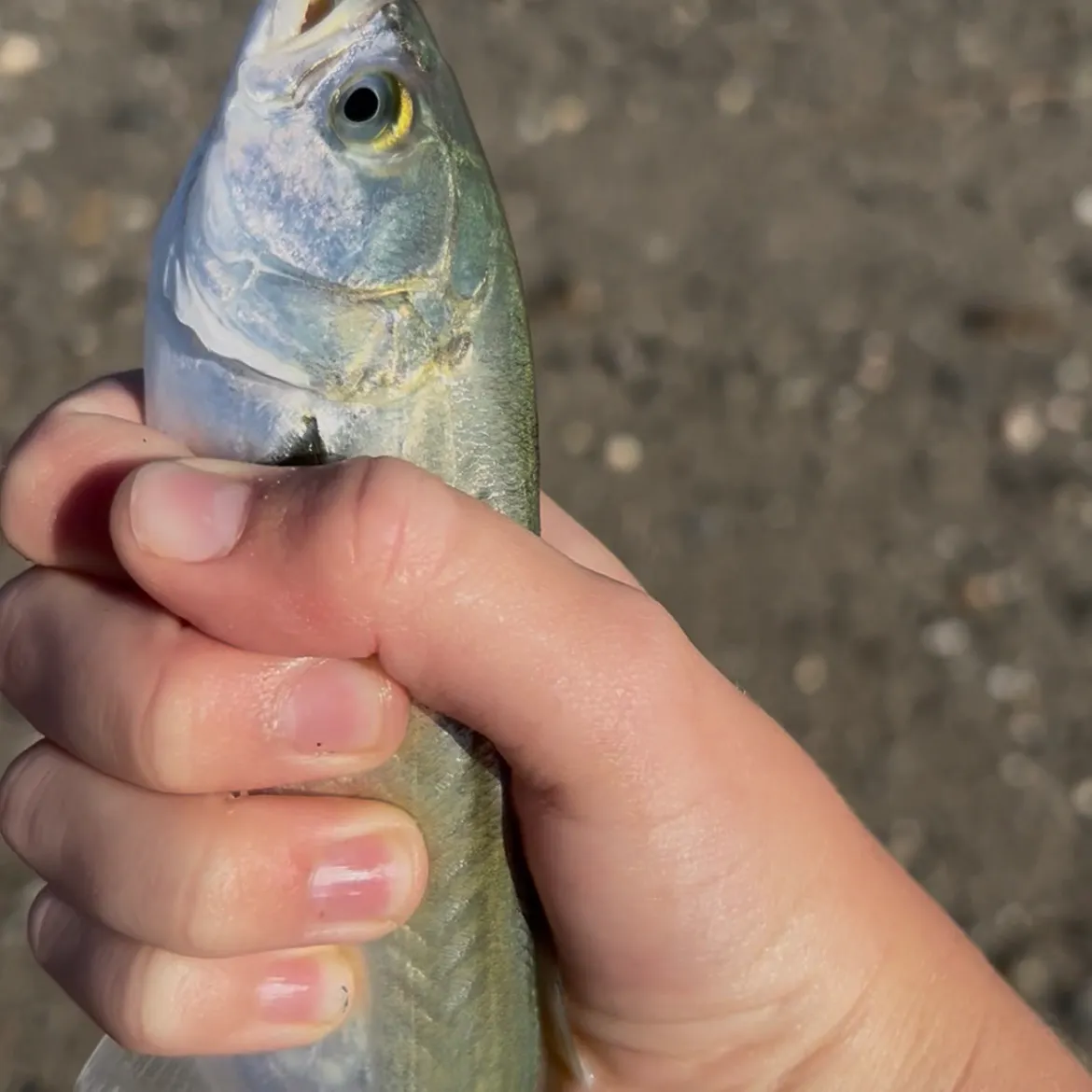 Bluefish caught on Fishbrain