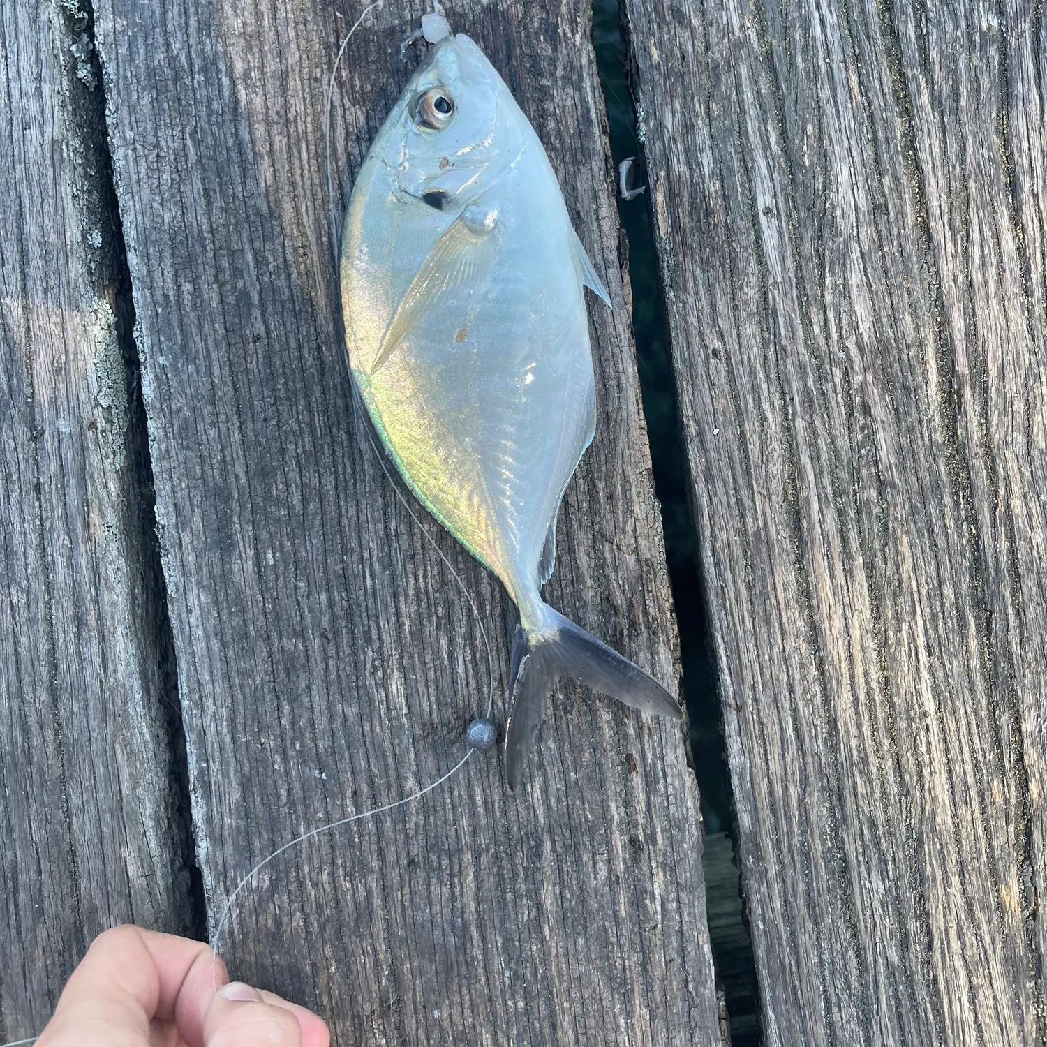 Silver trevally caught on Fishbrain