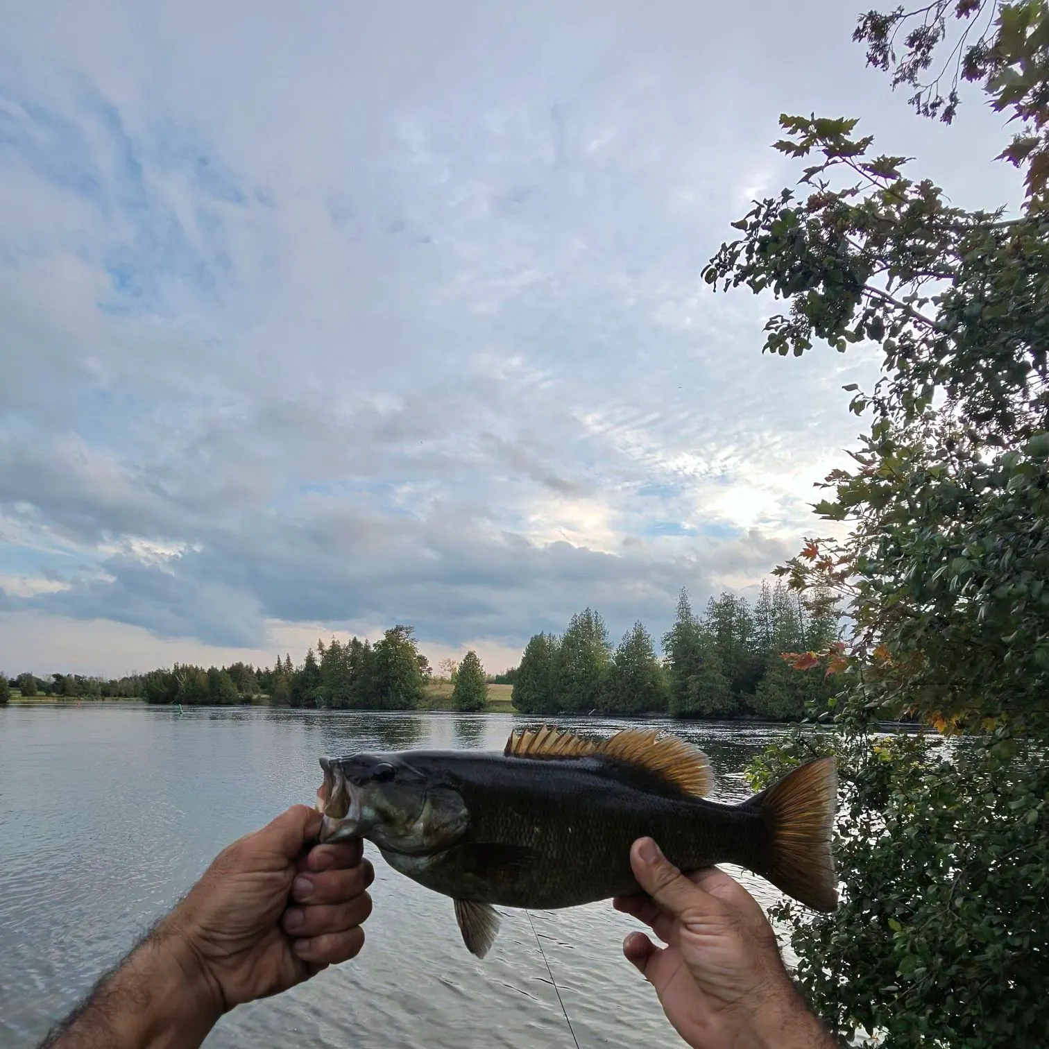 Smallmouth bass caught on Fishbrain