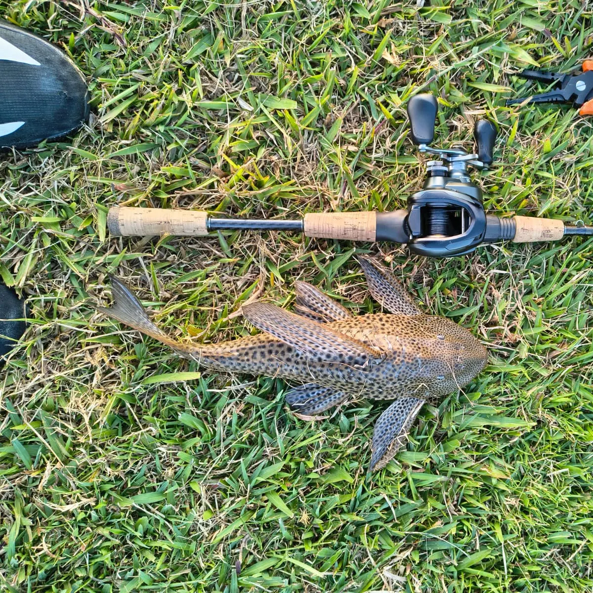 The most recent Orinoco sailfin catfish catches on Fishbrain