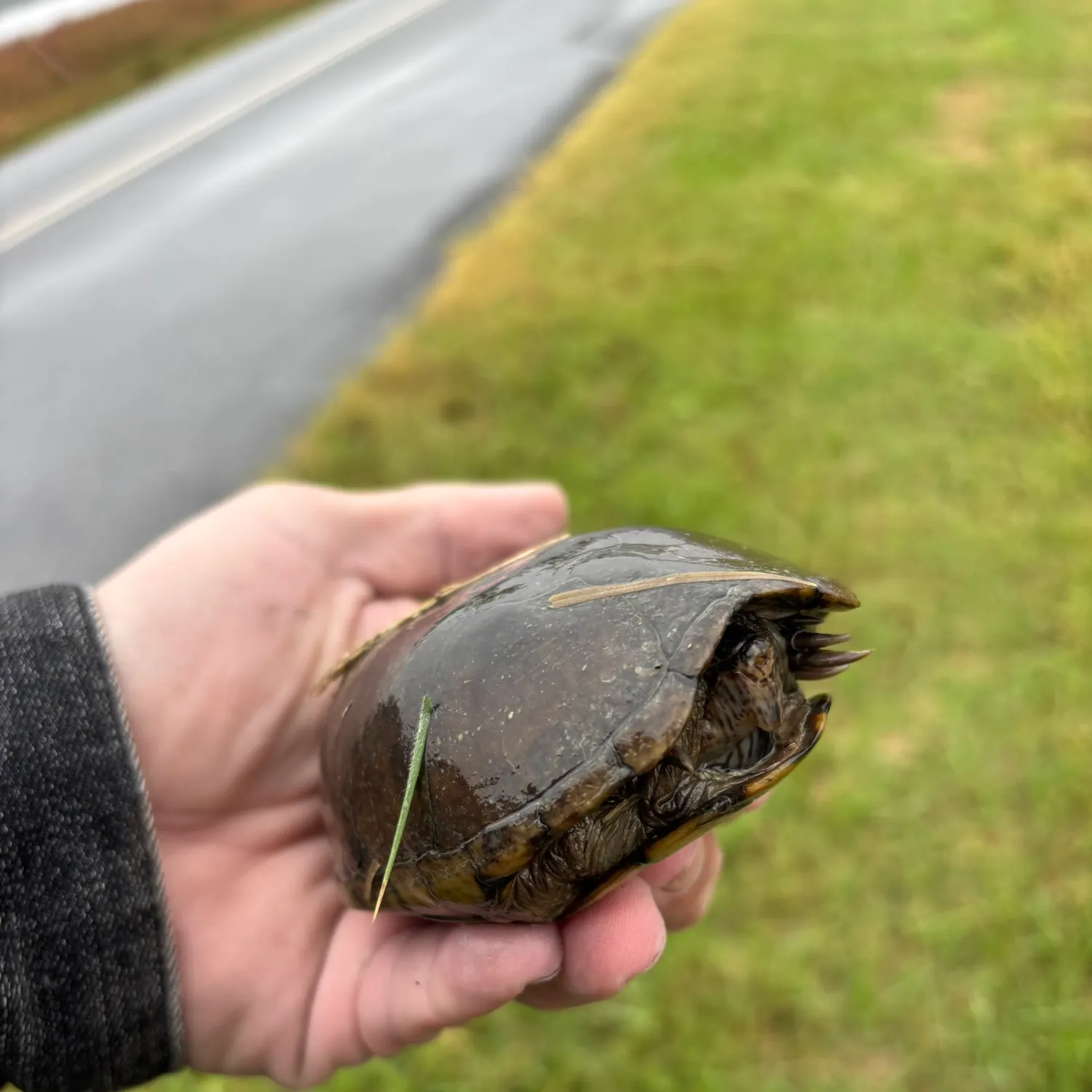 The most recent Eastern mud turtle catches on Fishbrain