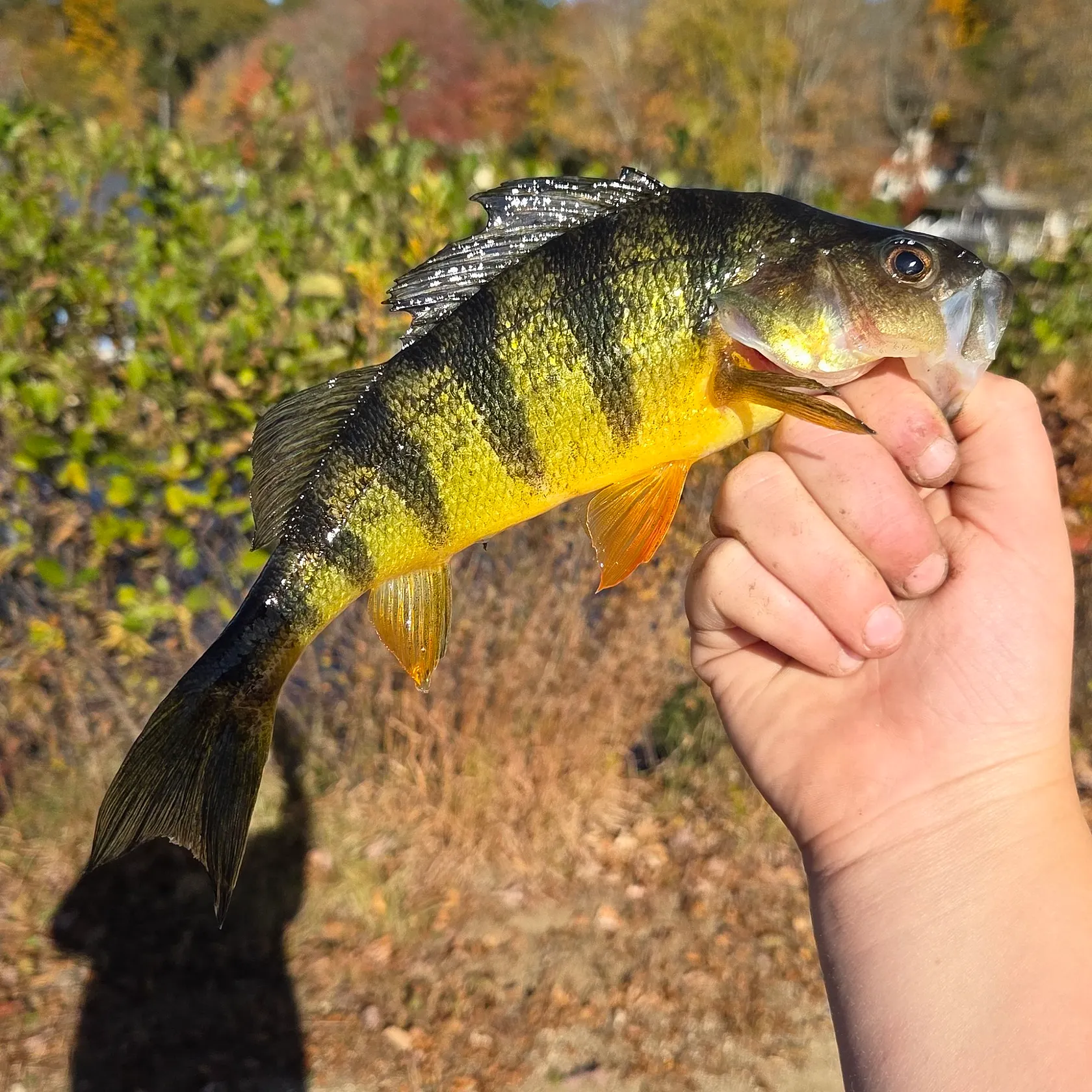 Yellow perch caught on Fishbrain
