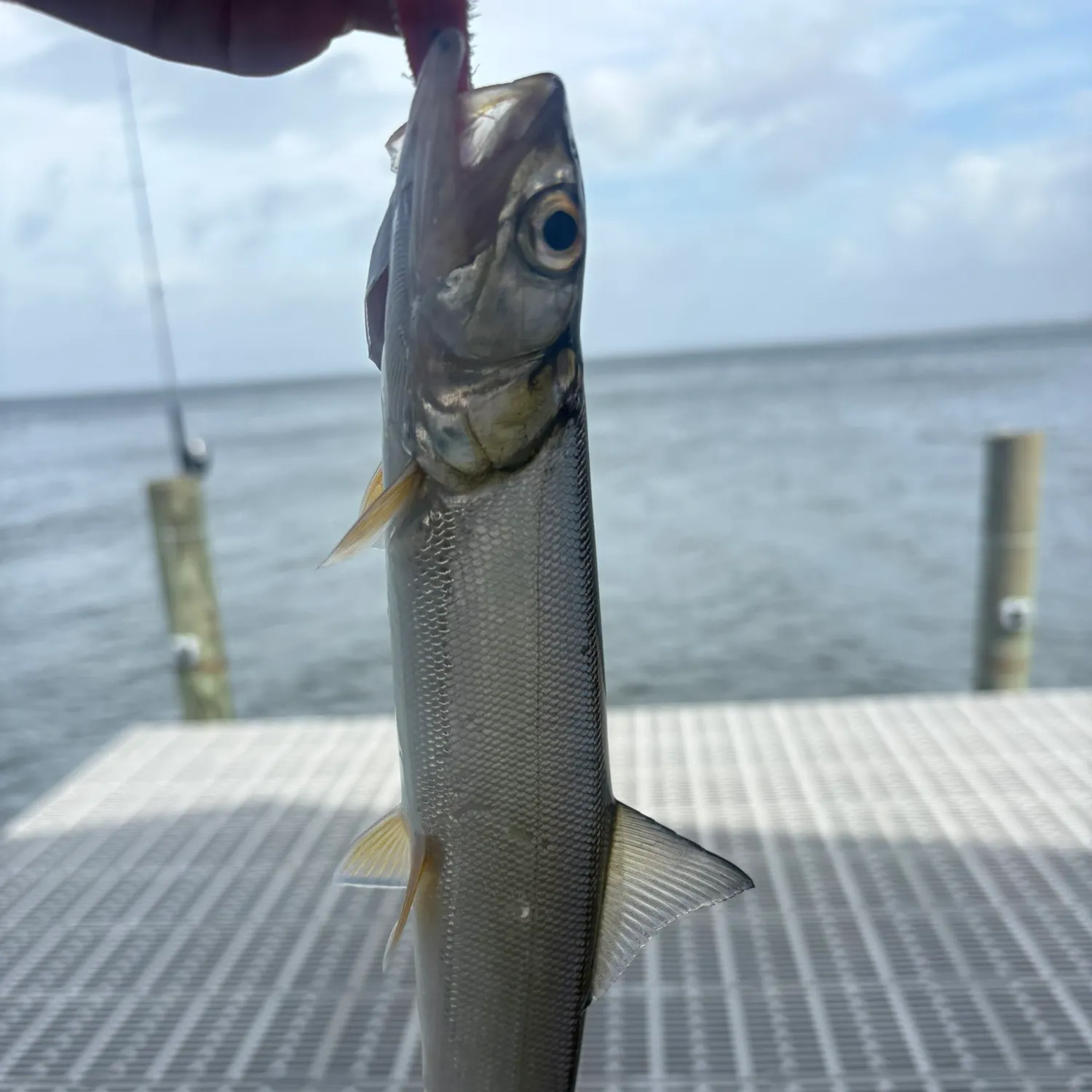 The most recent Hawaiian ladyfish catches on Fishbrain