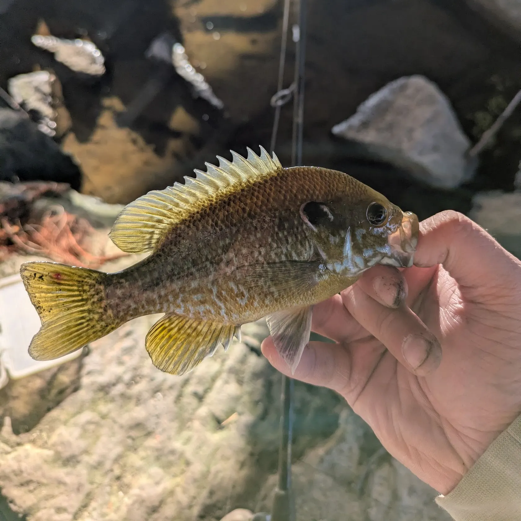 catch