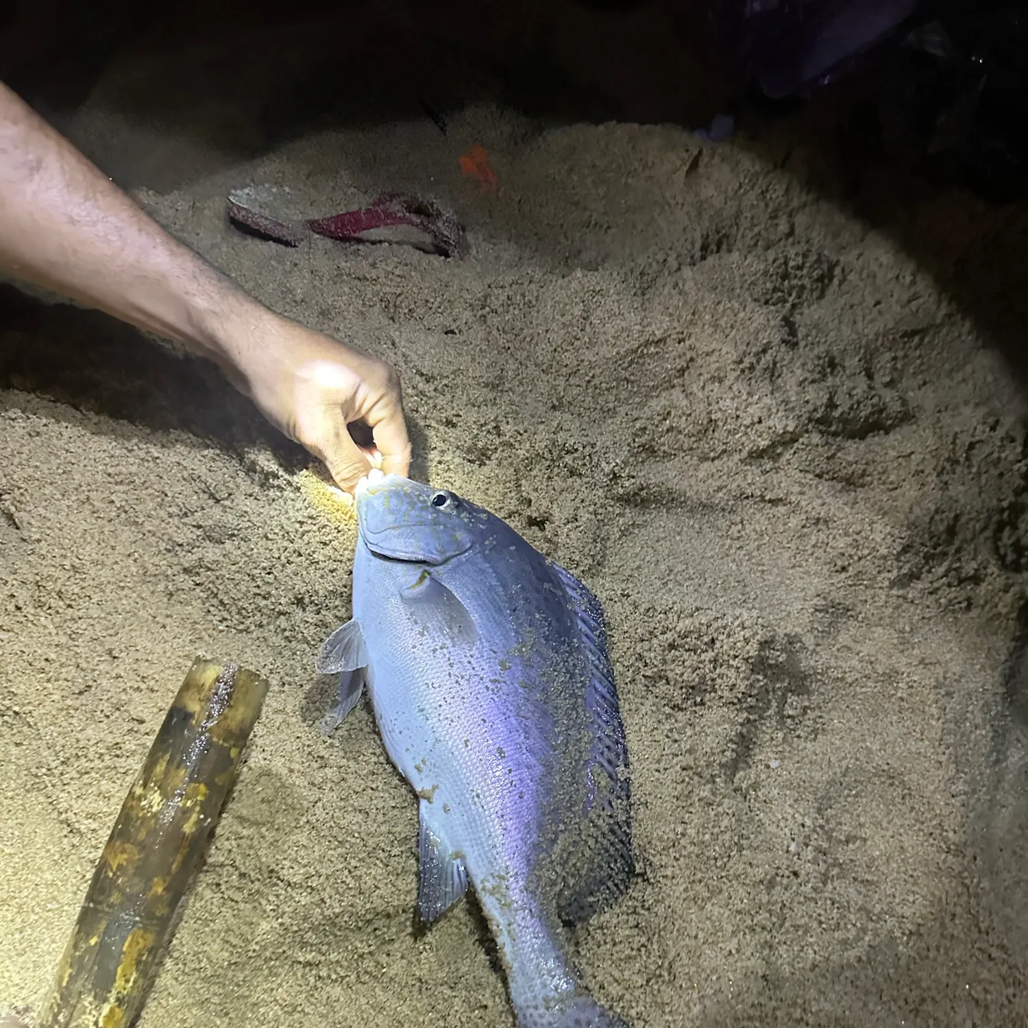 The most recent Spangled emperor catches on Fishbrain