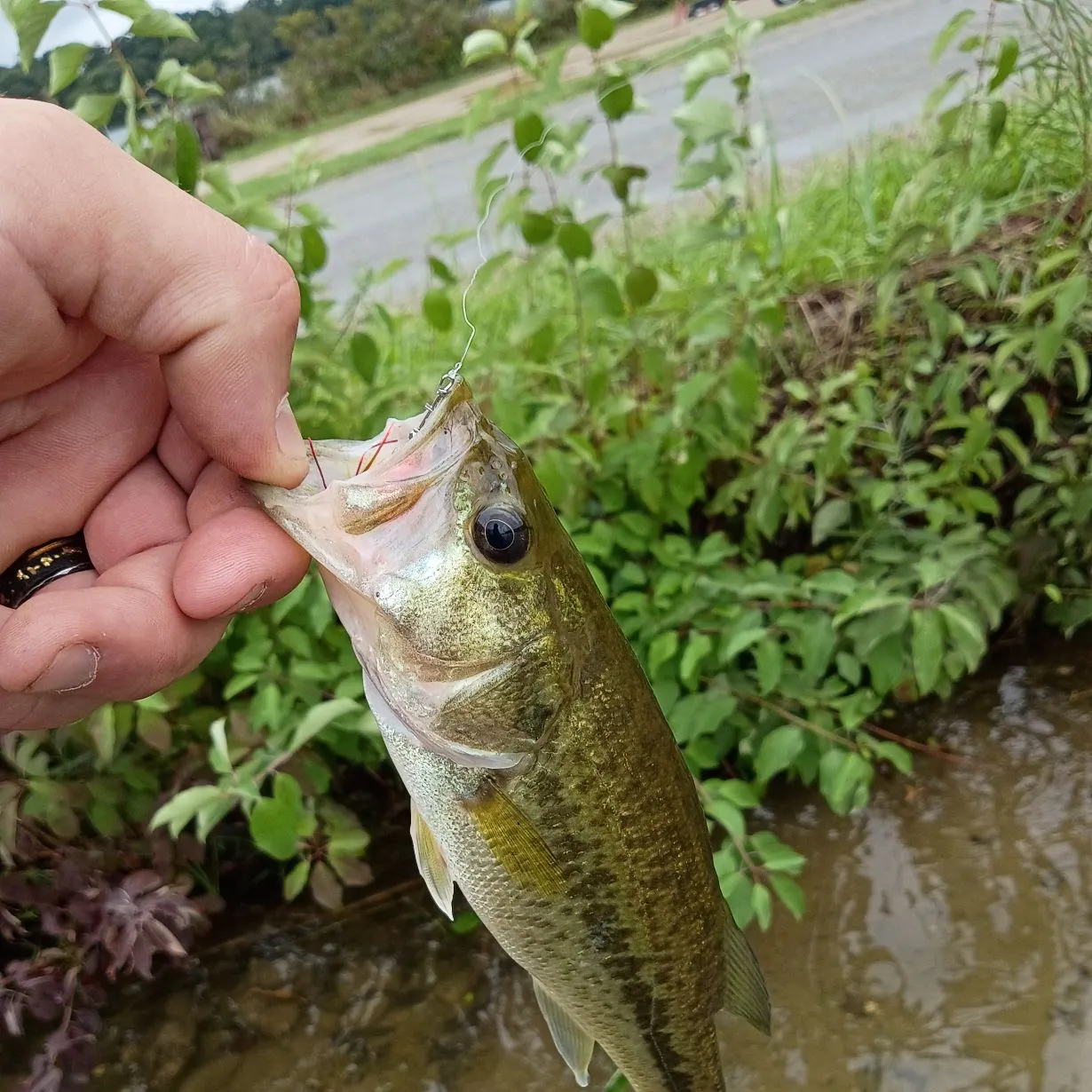 Spotted bass caught on Fishbrain