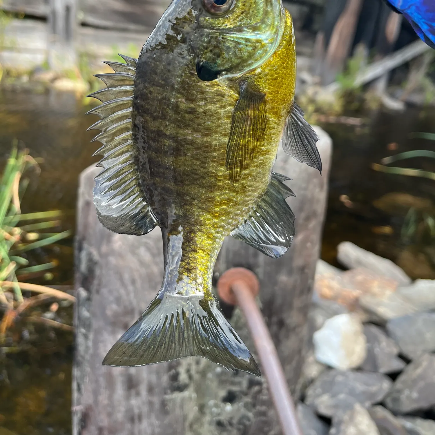 Bluegill caught on Fishbrain