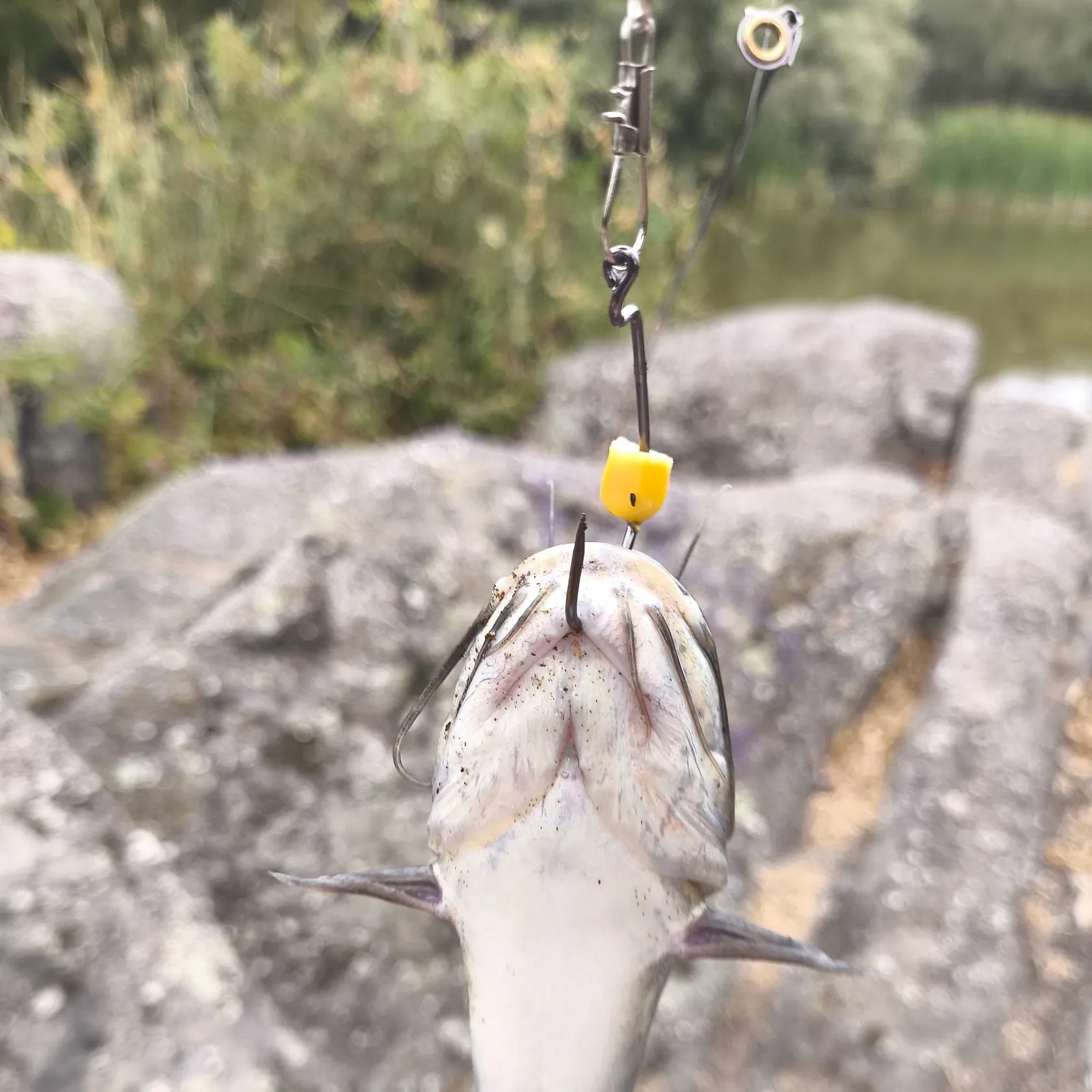 The most recent North African catfish catches on Fishbrain