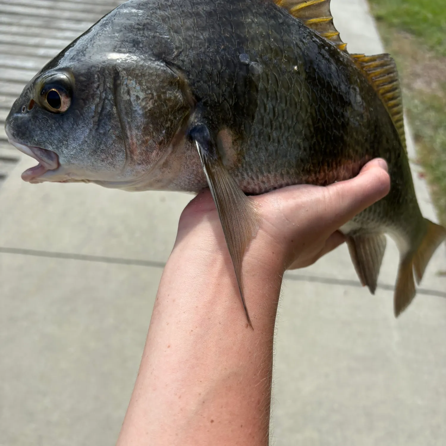 Black drum caught on Fishbrain