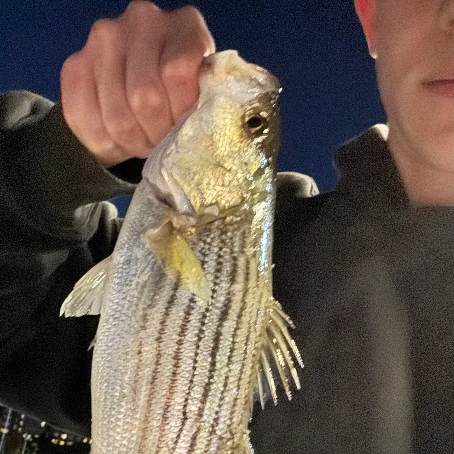Striped bass caught on Fishbrain