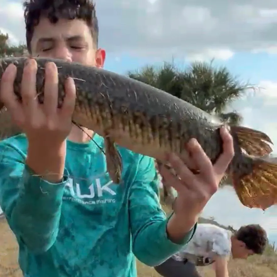 The most recent Florida gar catches on Fishbrain