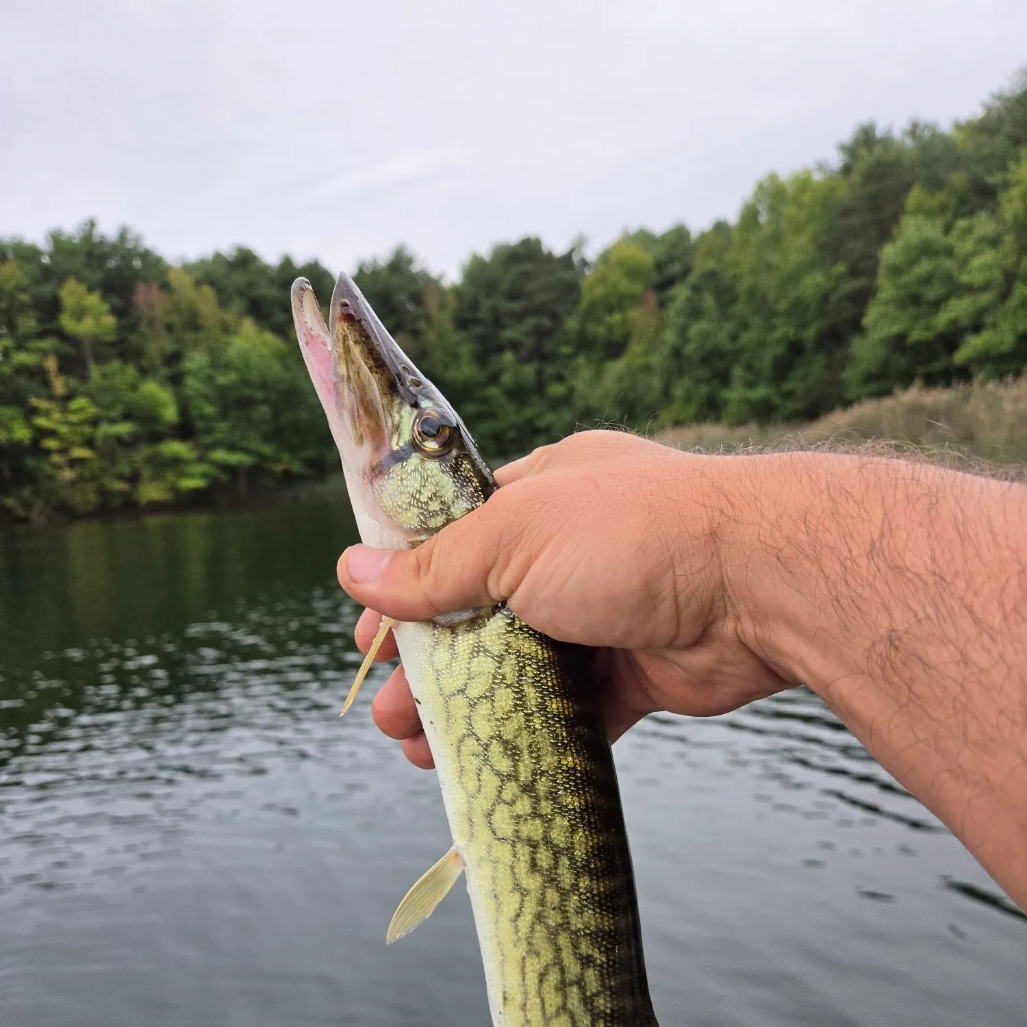 Chain pickerel caught on Fishbrain