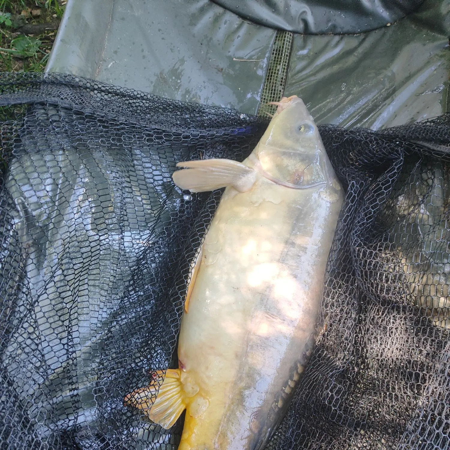 The most recent Leather carp catches on Fishbrain