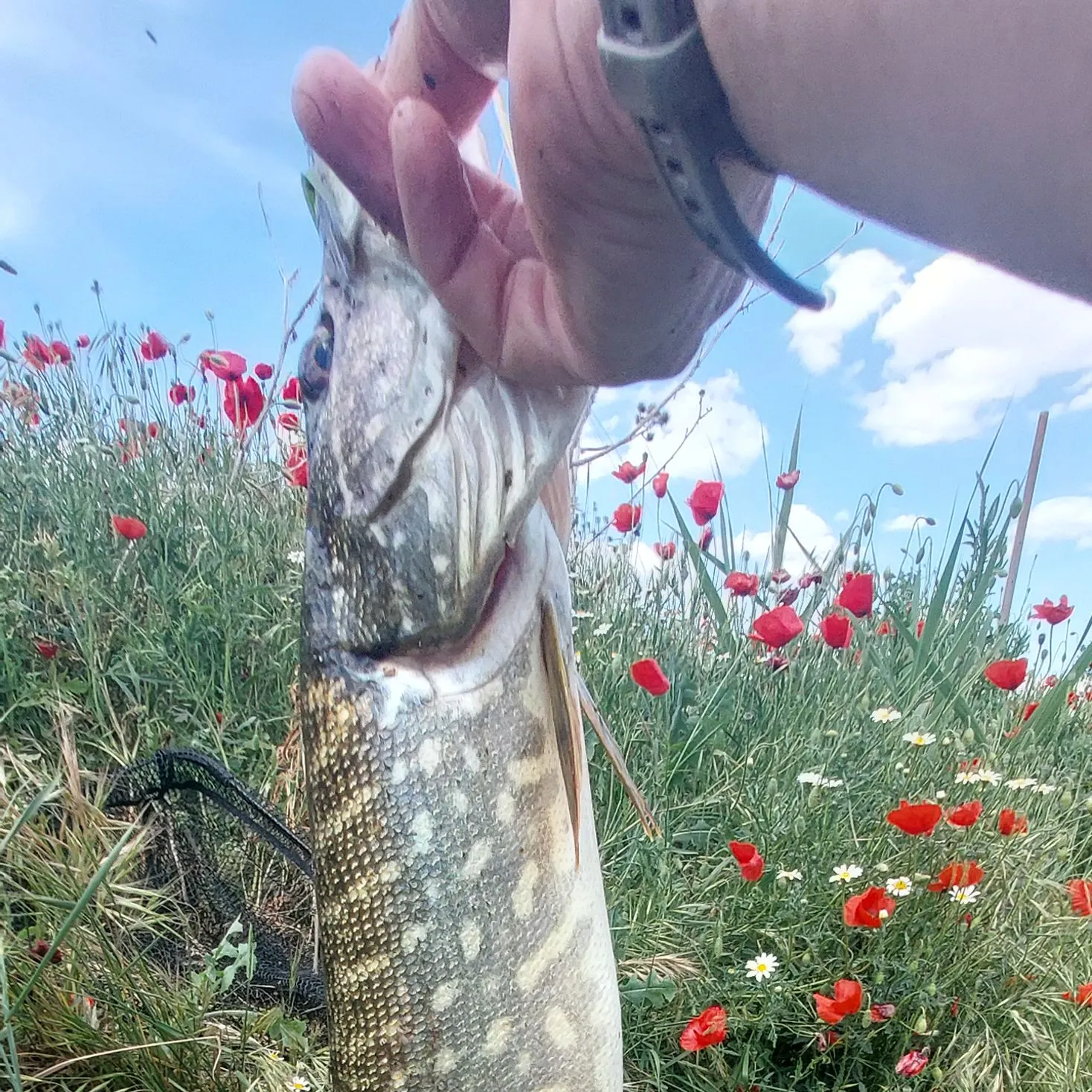 catch