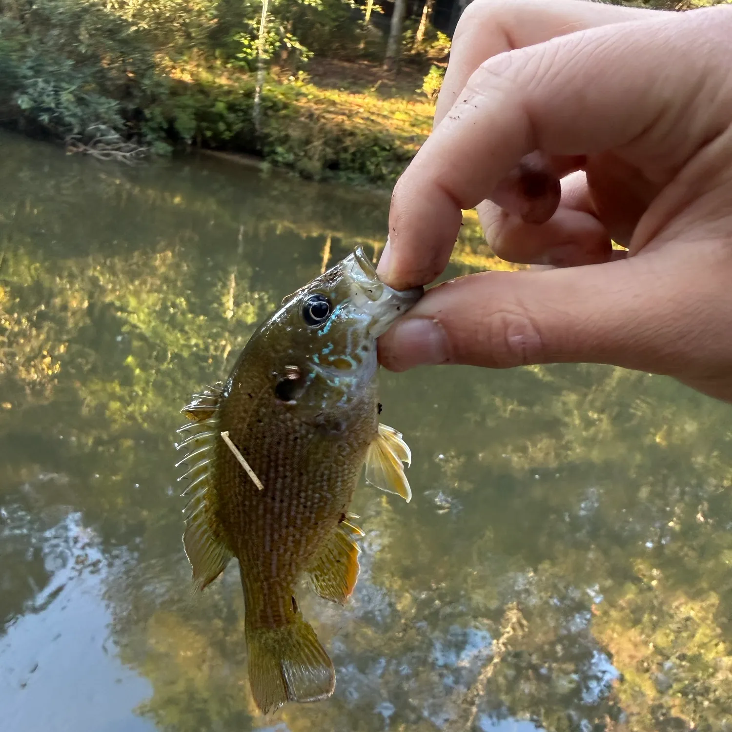 Greengill hybrid caught on Fishbrain