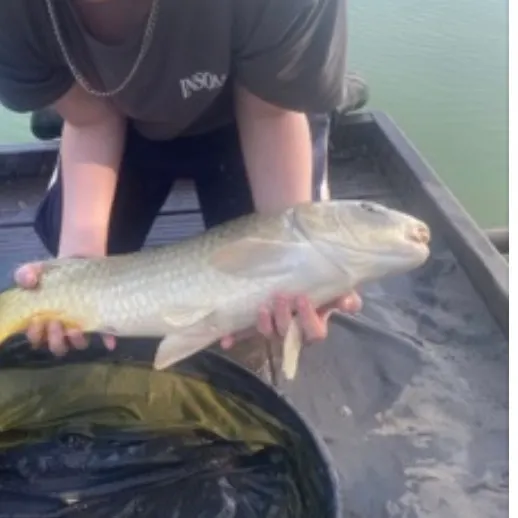 The most recent Ghost carp catches on Fishbrain