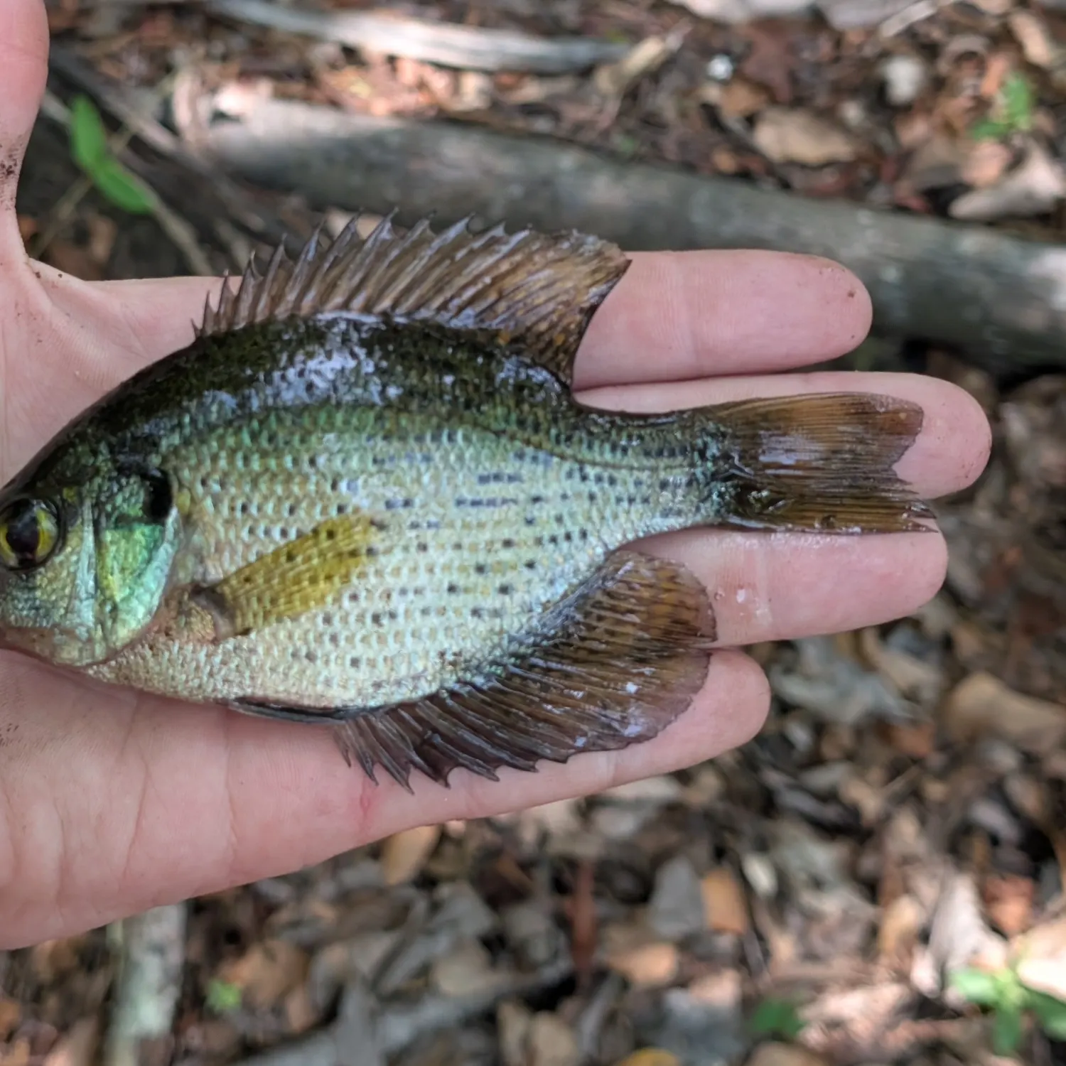 Flier caught on Fishbrain