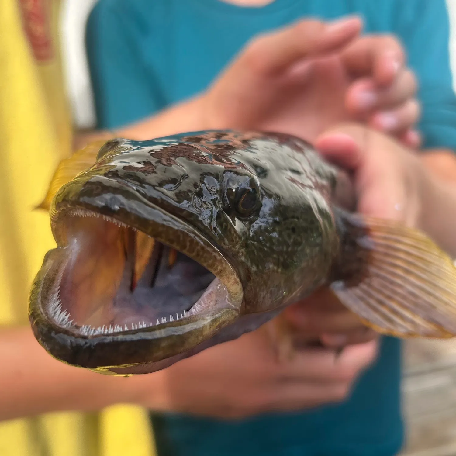The most recent Bigmouth sleeper catches on Fishbrain