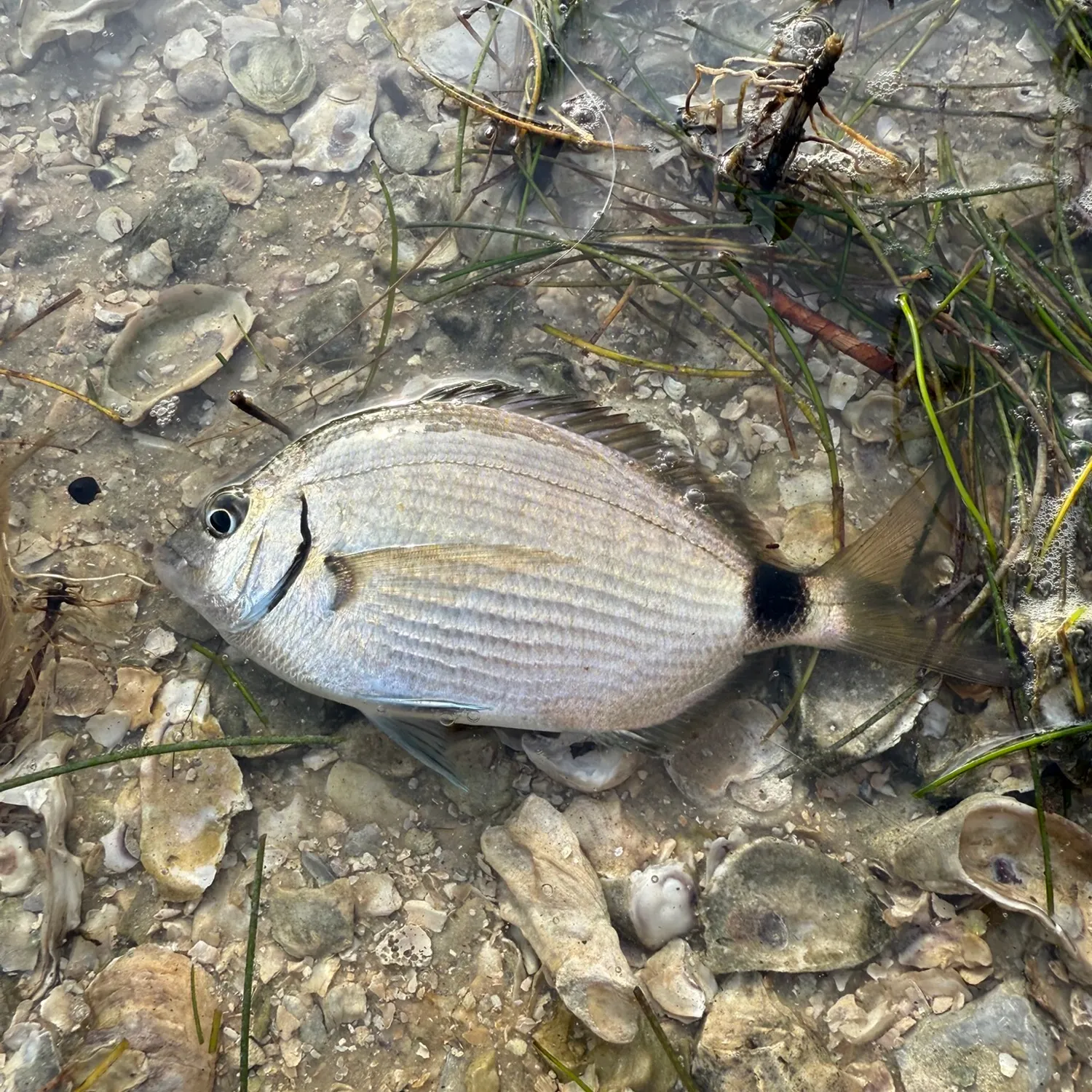 The most recent Spottail seabream catches on Fishbrain