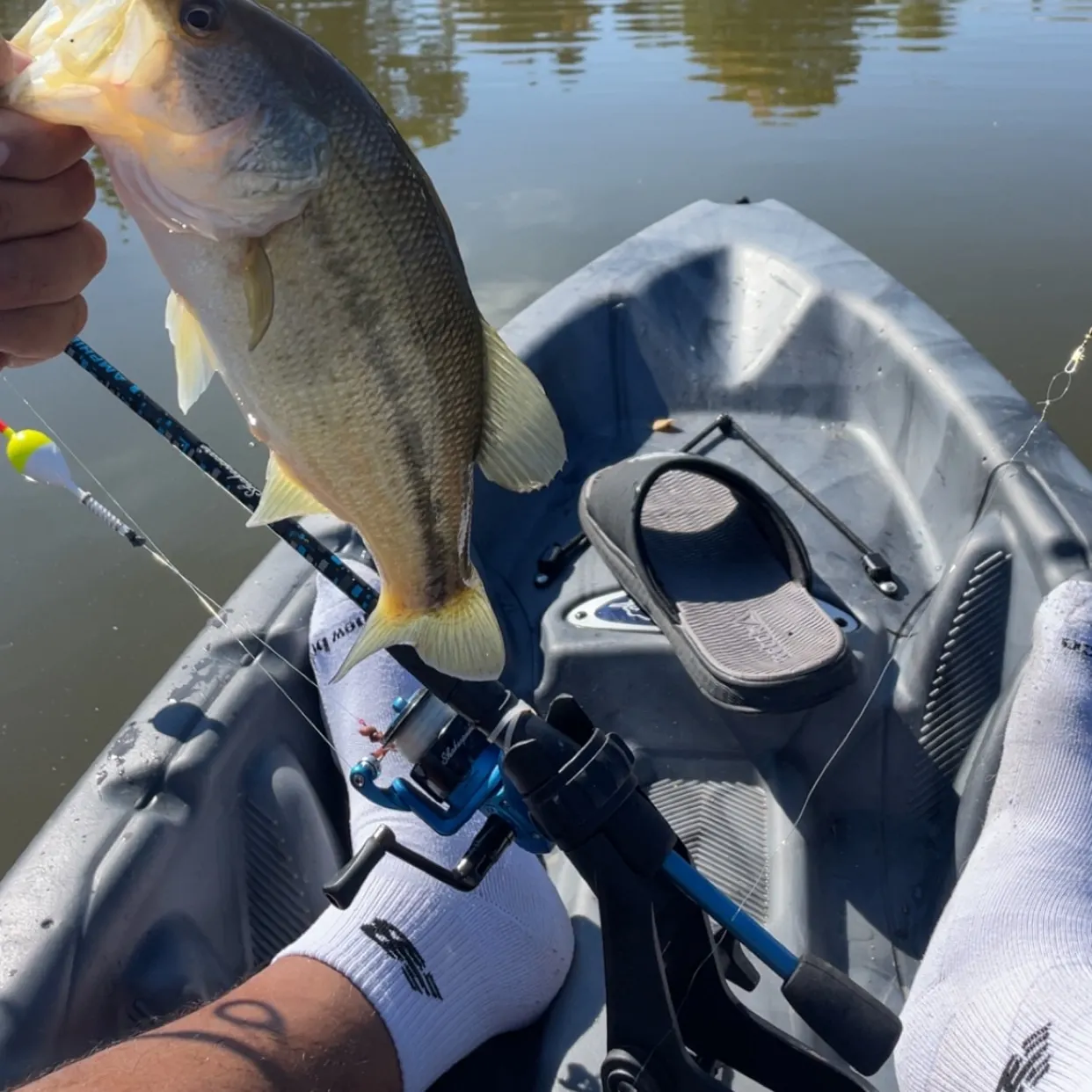 Largemouth bass caught on Fishbrain