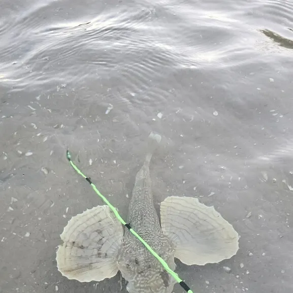 The most recent Striped searobin catches on Fishbrain