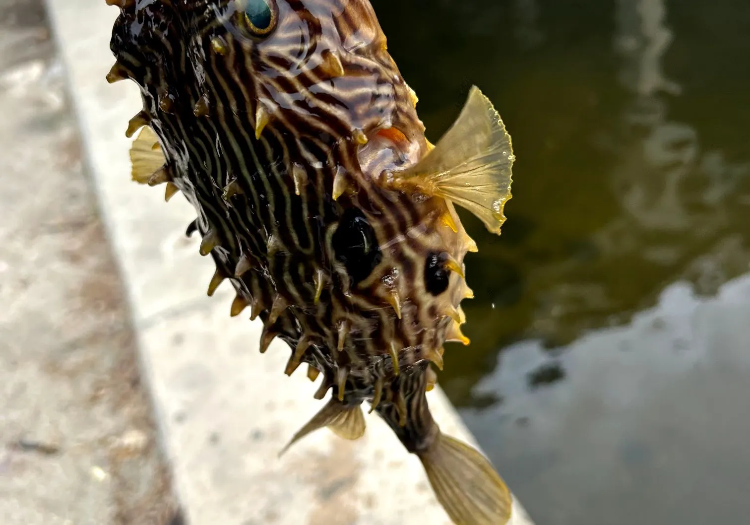 Striped burrfish