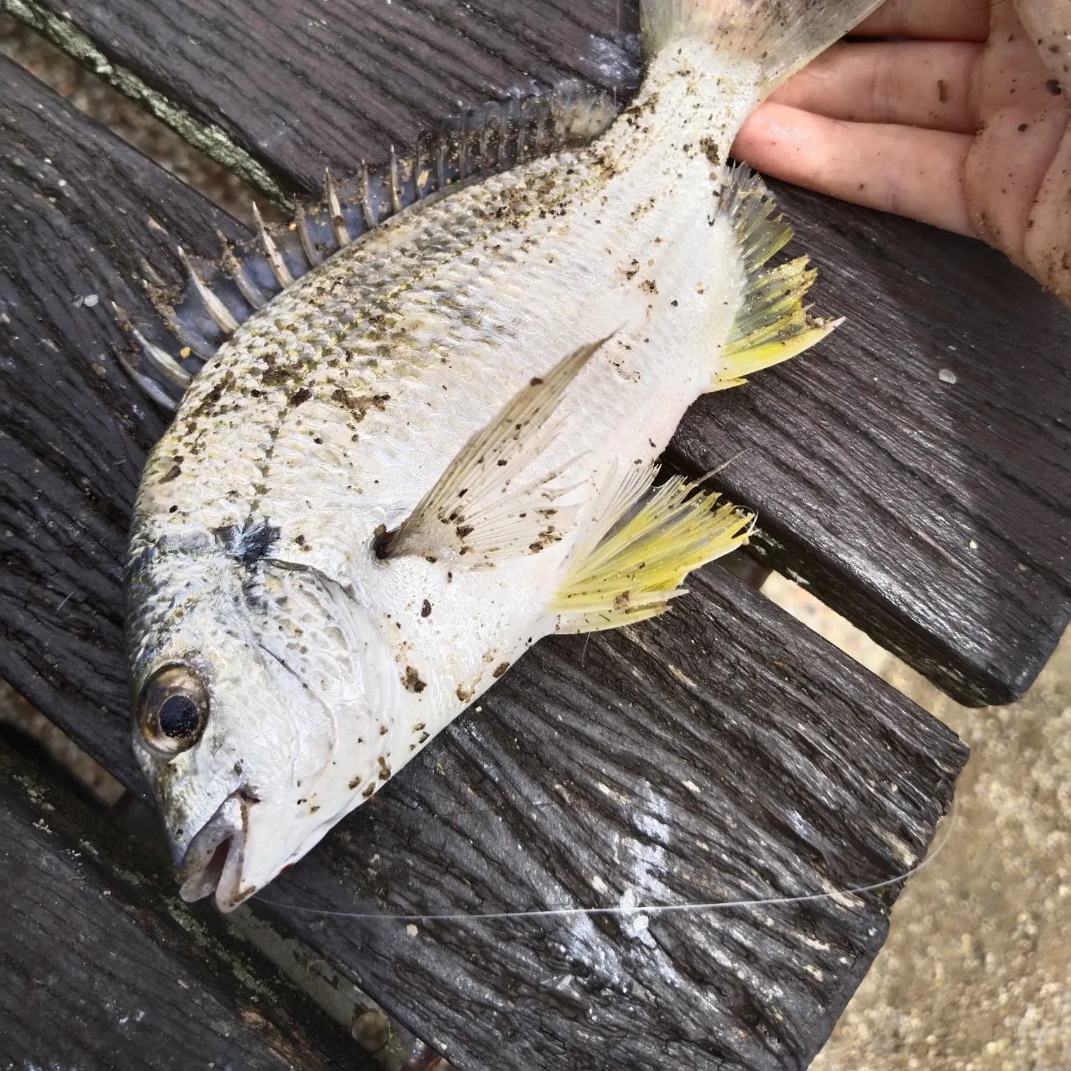 Surf bream caught on Fishbrain